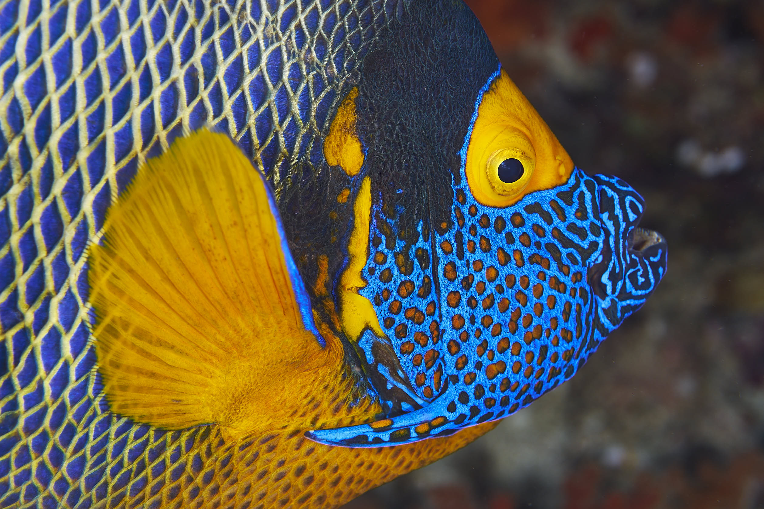 AngelFish