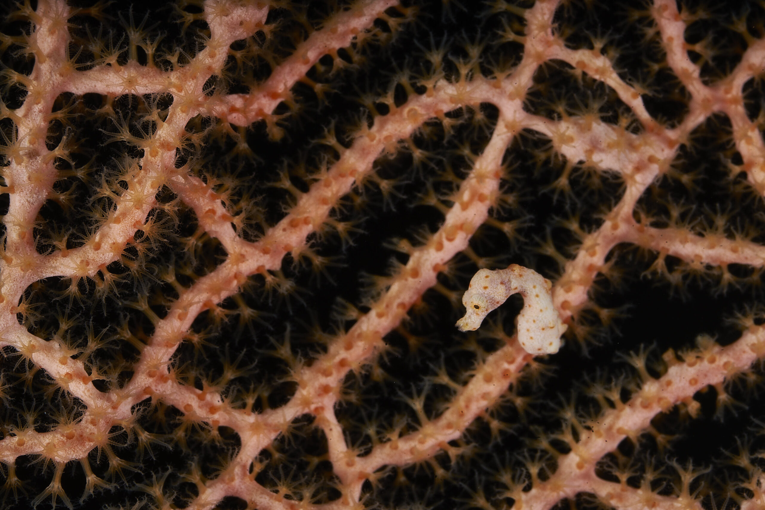 PygmySeaHorse 3