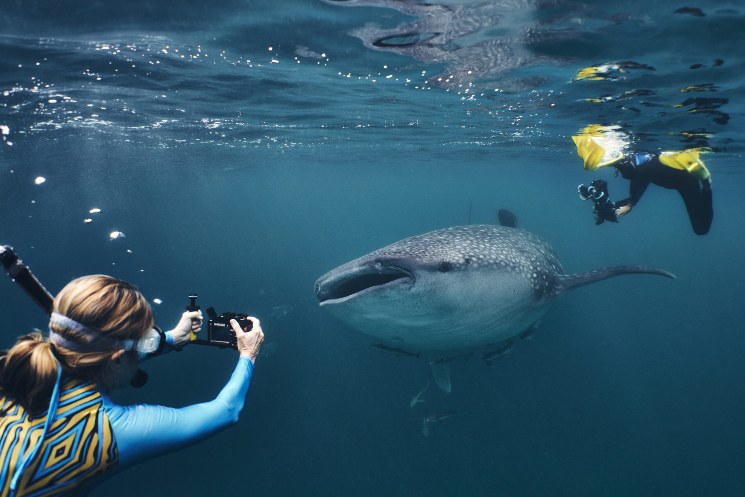 WhaleSharkSS114