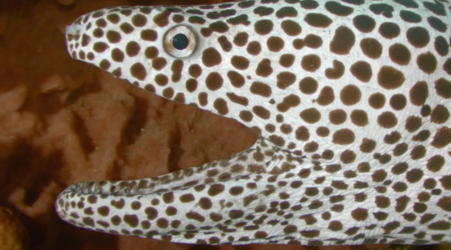 liveaboard diving indonesia