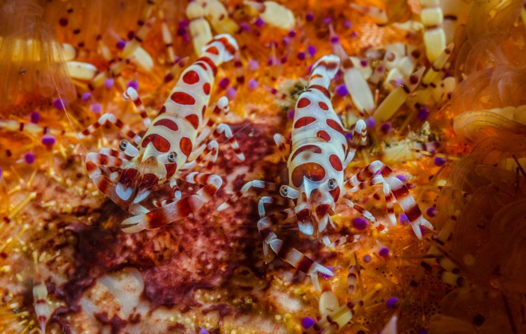 121122-komodo12-1478