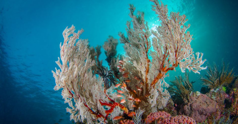 140206-komodo14-1819-Edit