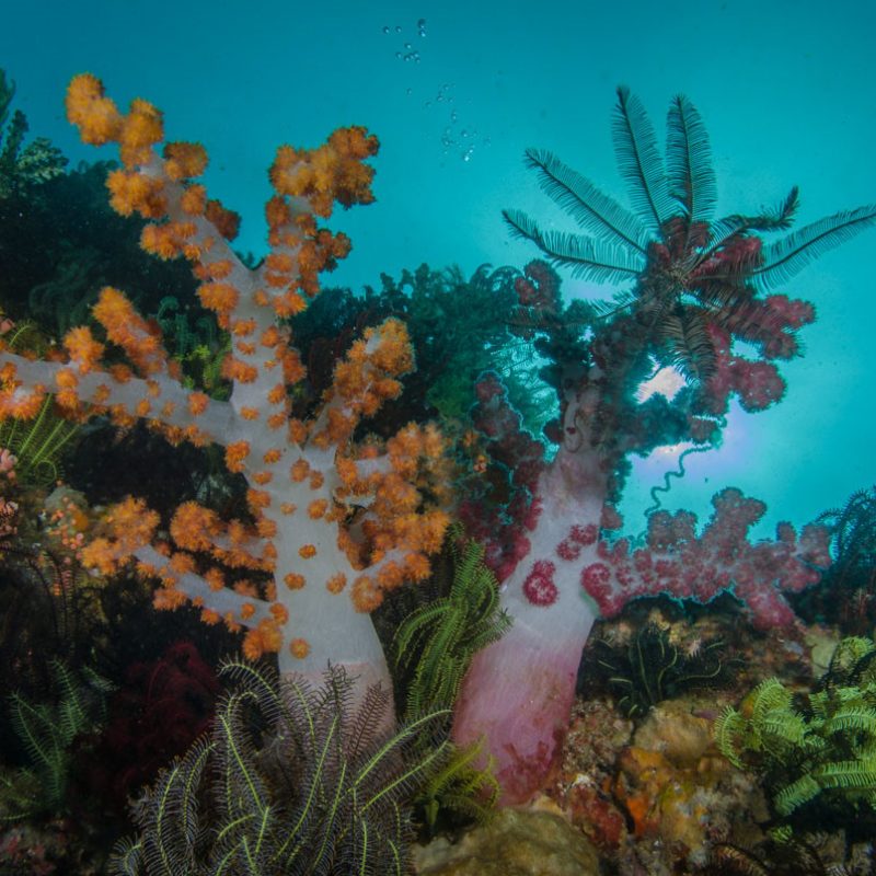 140207-komodo14-1458