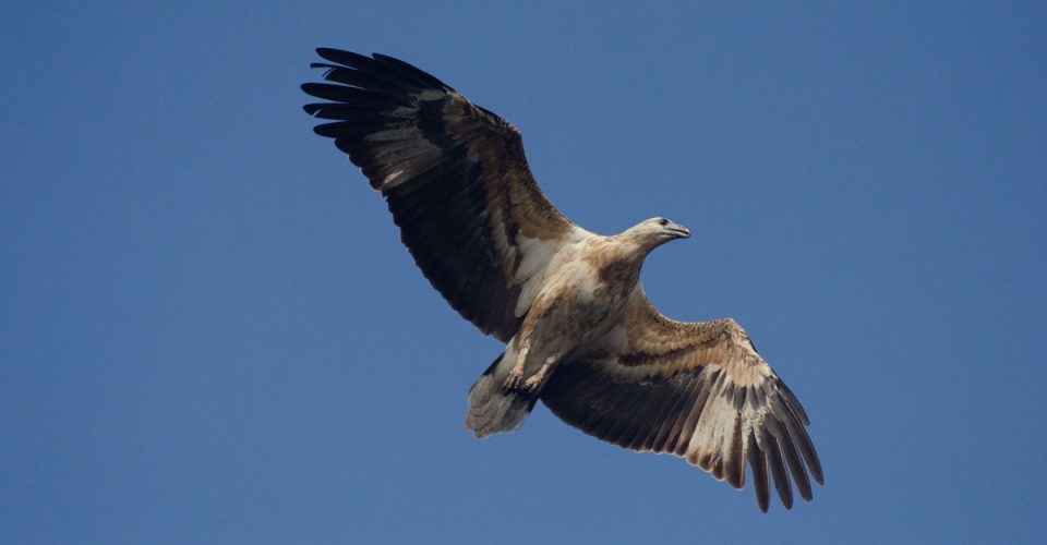 140209-komodo14-3037