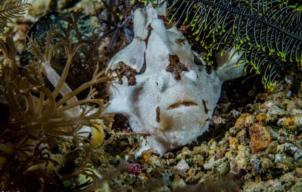 140213-komodo14-3066