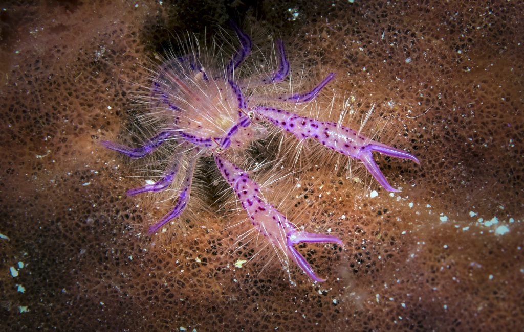 14harry squat lobster