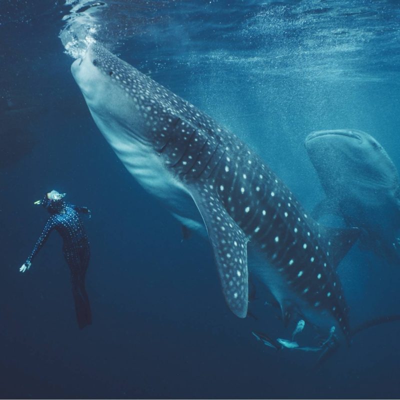 Diver swimming with whale shark on Sumbawa–Komodo Diving & Exploration adventure