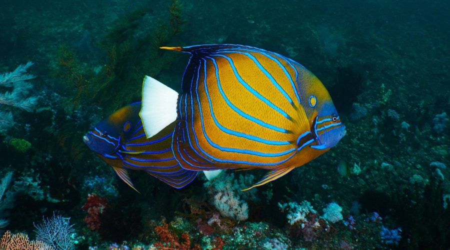 liveaboard diving indonesia