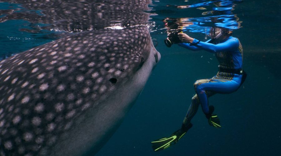 liveaboard diving indonesia