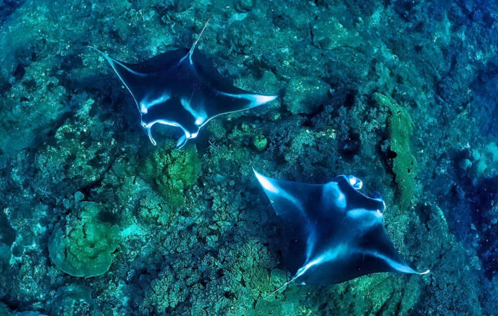 BIROSTRIS BALLET IN THE FOUR KINGS 3