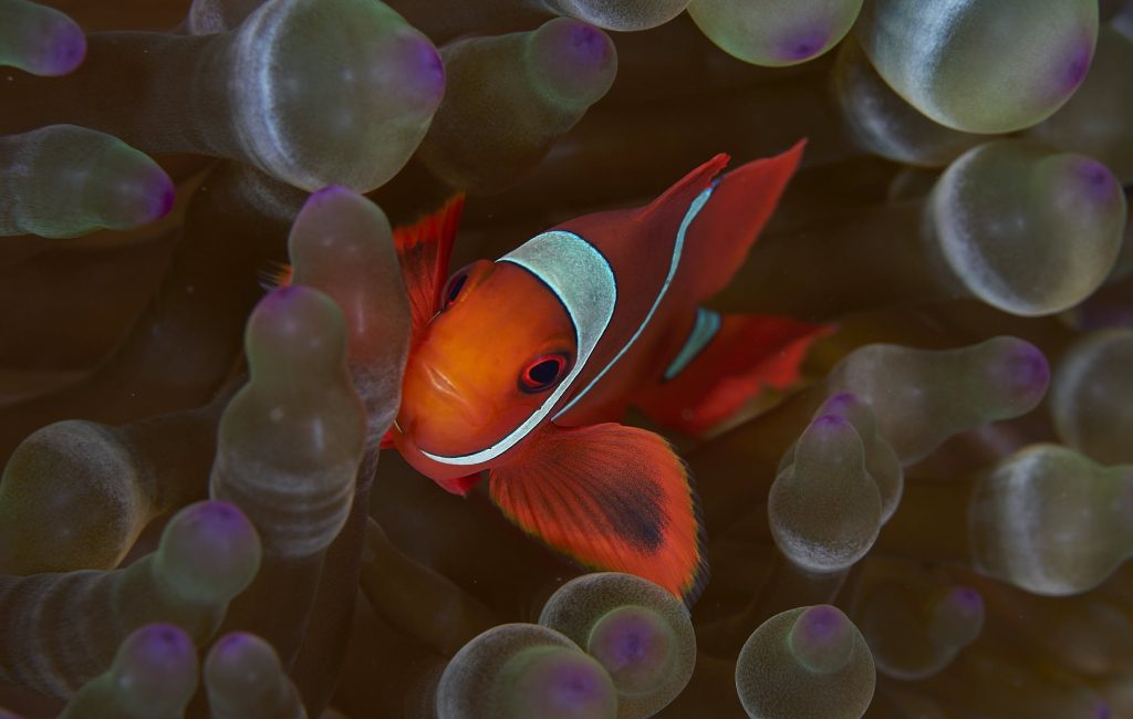 ClownFish