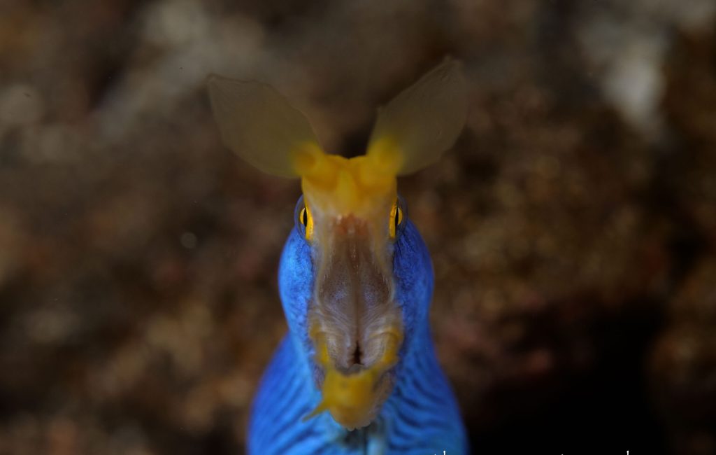 Daves East of Flores-11