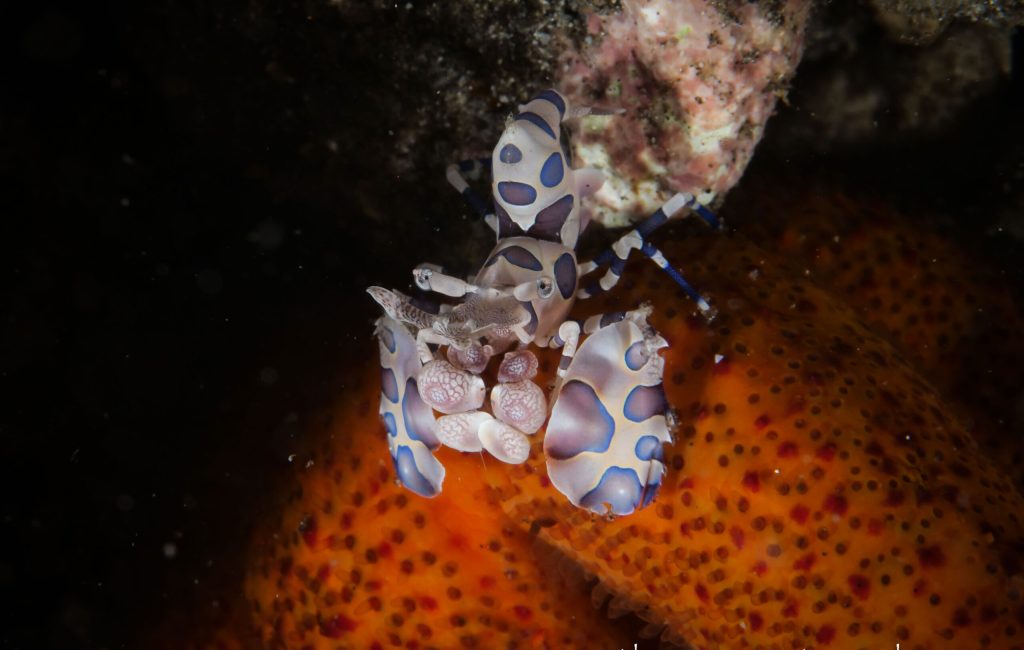 Daves East of Flores-36