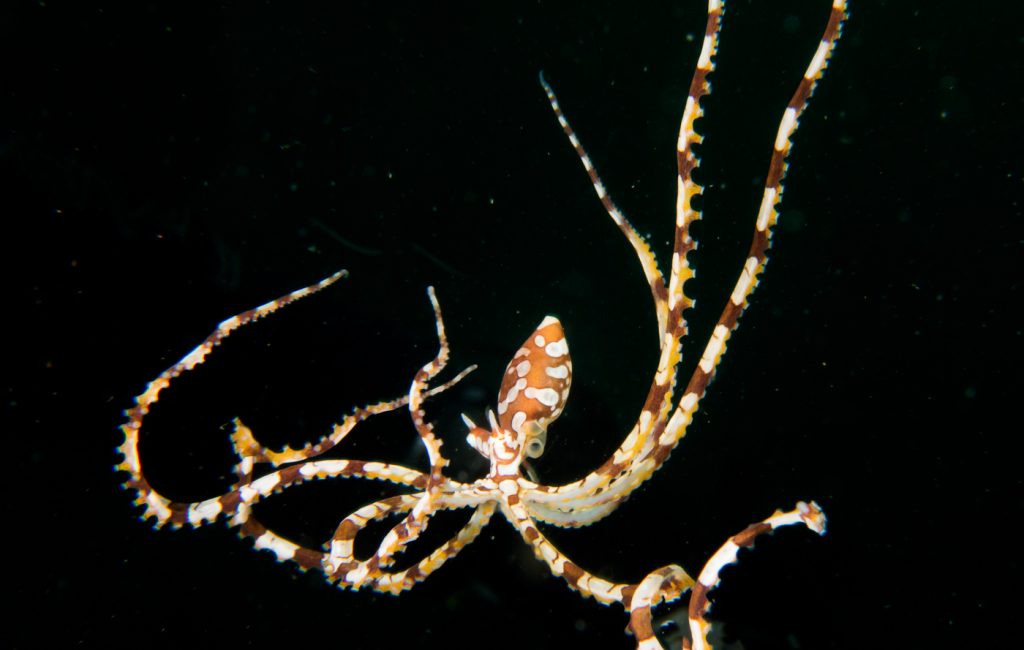 Flores - Wonderpus 1-1 Terry Potter