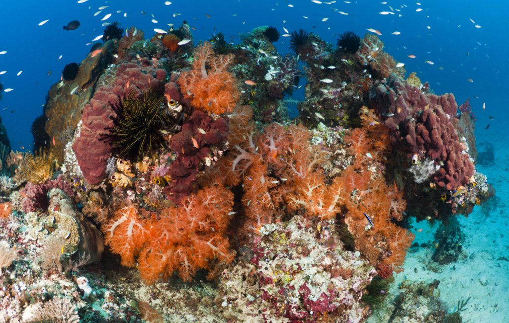 Tourism is now a major business in the Komodo National Park. Divers visit the park using liveaboard boats operating out of Bali, or from the port of Labuan Bajo on Lombok. The Komodo National Park is home to the unique Komodo Dragon, but also has some remarkable marine life. Cold upwellings from the Indian Ocean to the south bring plenty of nutrients, providing food for a spectacular array of different species.