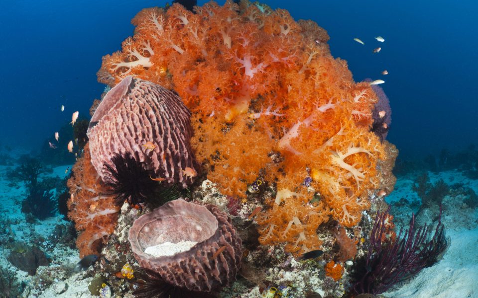 Tourism is now a major business in the Komodo National Park.  Divers visit the park using liveaboard boats operating out of Bali, or from the port of Labuan Bajo on Lombok.  The Komodo National Park is home to the unique Komodo Dragon, but also has some remarkable marine life.  Cold upwellings from the Indian Ocean to the south bring plenty of nutrients, providing food for a spectacular array of different species.