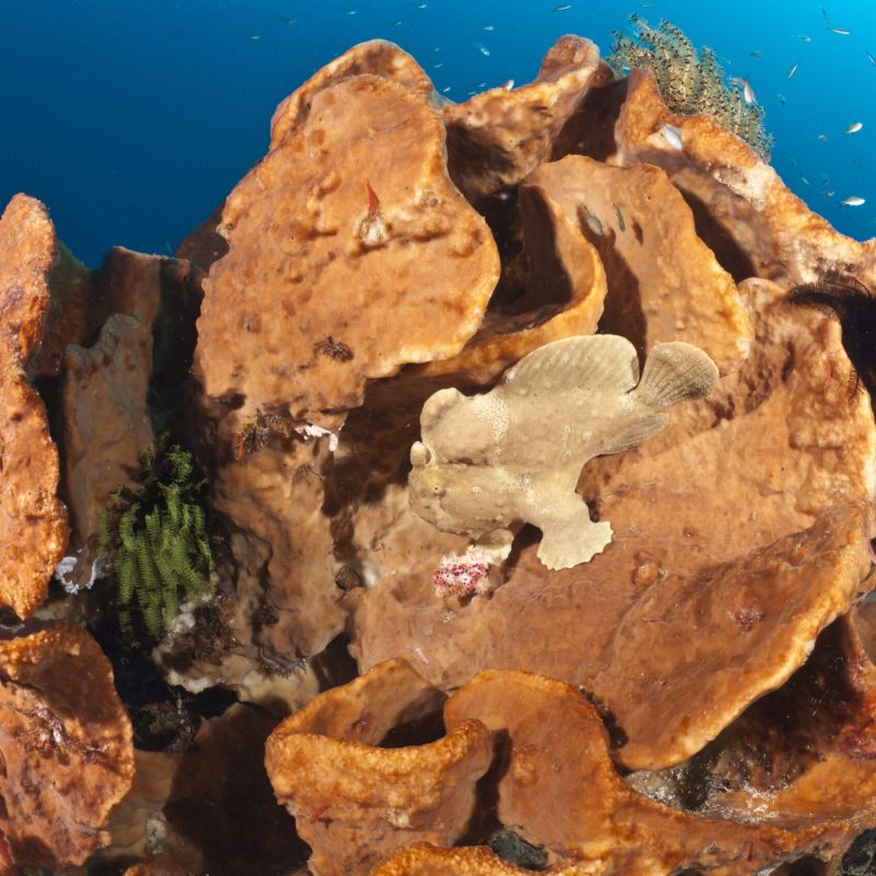 Frogfish are ambush predators that rely on camouflage to remain undetected by their prey. They often associate with sponges and are capable of changing the color of their skin to match those of sponges in the surroundings. The Komodo National Park is home to the unique Komodo Dragon, but also has some remarkable marine life. Cold upwellings from the Indian Ocean to the south bring plenty of nutrients, providing food for a spectacular array of different species.