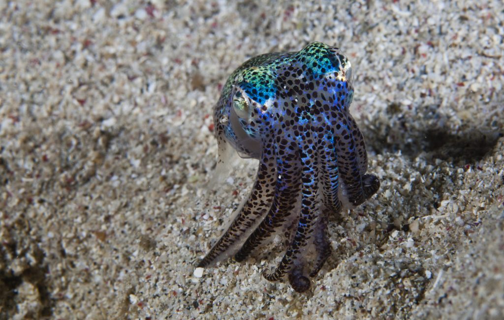 Like all squid, bobtail squid have small sacs of pigment beneath the surface of the skin called chromatophores. The squid is able to control the size of each of these sacs and so is able to change the colors and markings on its body. The chromatophores of a bobtail squid and comparatively large and very obvious. These small squid are active at night, prefering to spend the day buried beneath the sand. The Komodo National Park is home to the unique Komodo Dragon, but also has some remarkable marine life. Cold upwellings from the Indian Ocean to the south bring plenty of nutrients, providing food for a spectacular array of different species.