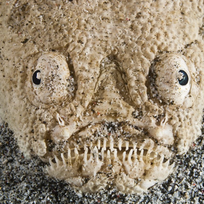 Stargazers are ambush predators. They bury themselves beneath the sand and use a worm-like lure to tempt prey close to their mouths and within striking distance. The Komodo National Park is home to the unique Komodo Dragon, but also has some remarkable marine life. Cold upwellings from the Indian Ocean to the south bring plenty of nutrients, providing food for a spectacular array of different species.