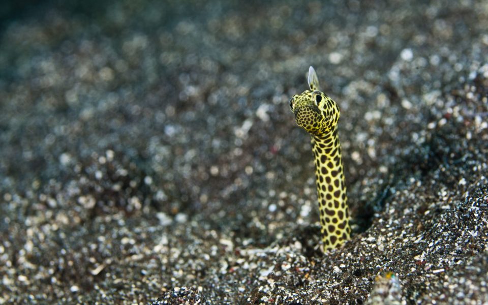 Tourism is now a major business in the Komodo National Park.  Divers visit the park using liveaboard boats operating out of Bali, or from the port of Labuan Bajo on Lombok.  The Komodo National Park is home to the unique Komodo Dragon, but also has some remarkable marine life.  Cold upwellings from the Indian Ocean to the south bring plenty of nutrients, providing food for a spectacular array of different species.