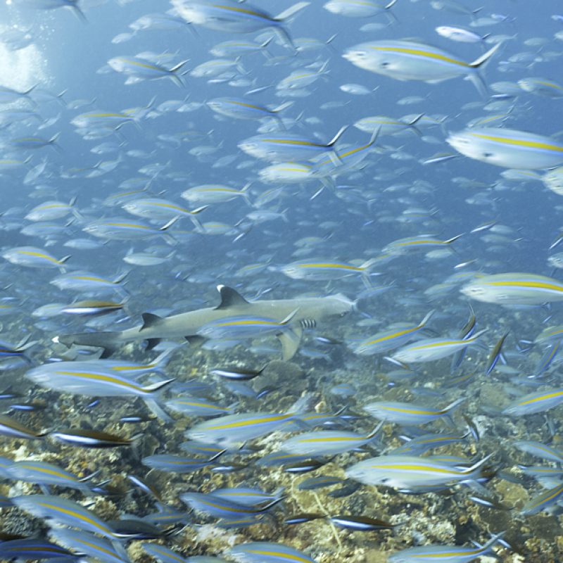 Komodo-7'Seas-May2013 19