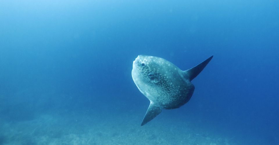 Komodo - May 2019 - 31