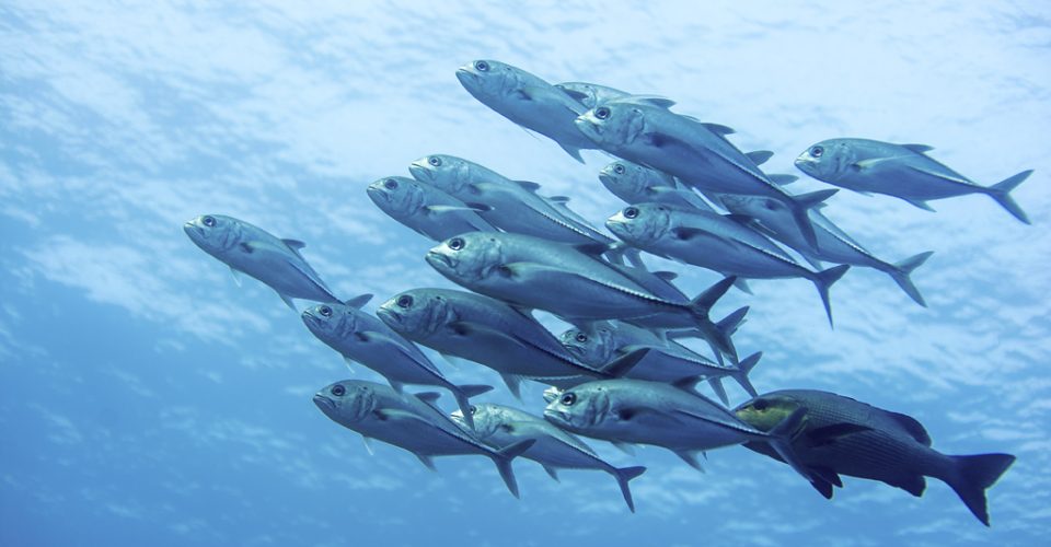 Komodo - May 2019 - 69