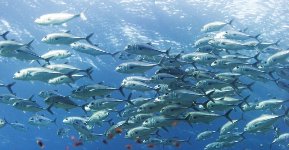 Komodo - May 2019 - 74