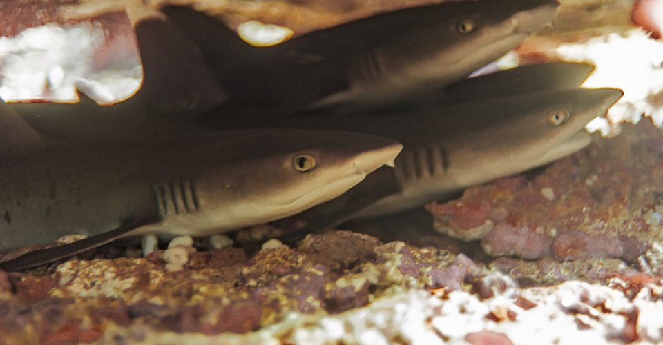 Komodo - May 2019 - 79