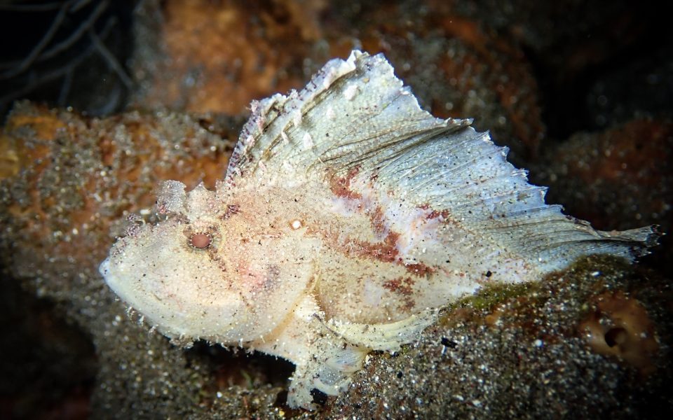 KomodoFamilyCharter2019-13