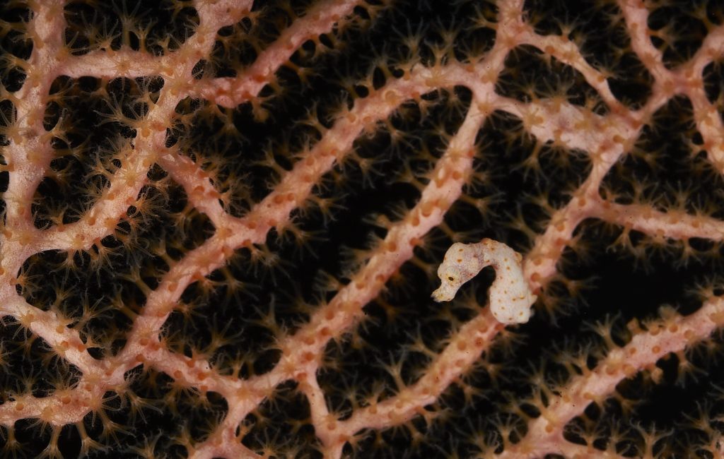 PygmySeaHorse 3