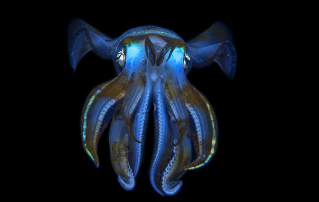 RAJA AMPAT ADVENTURE 20192020 3.10