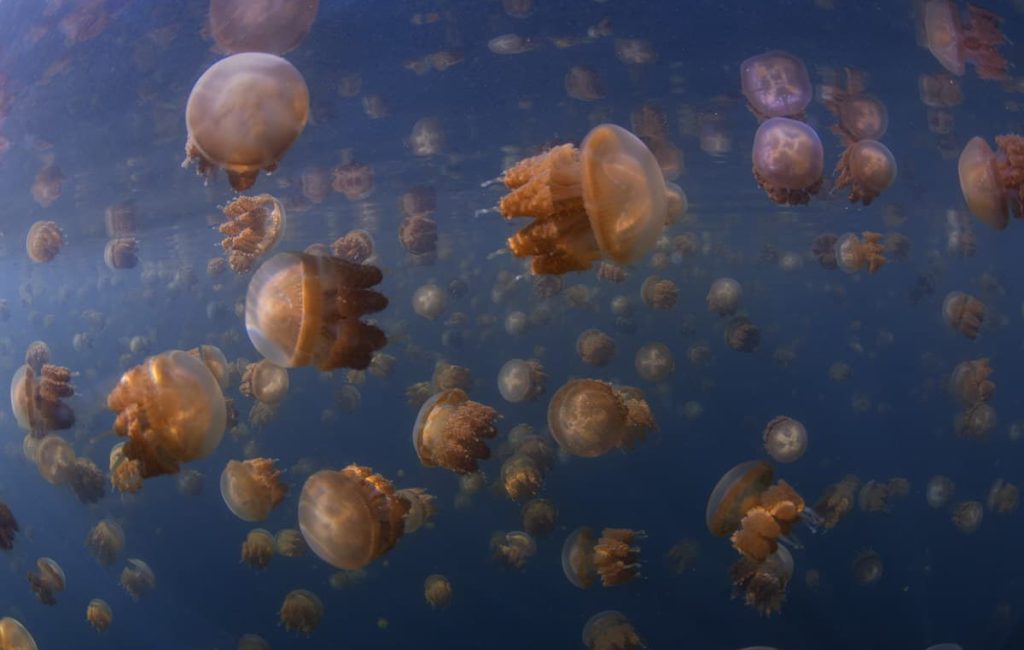 RAJA AMPAT ADVENTURE 20192020 3.3