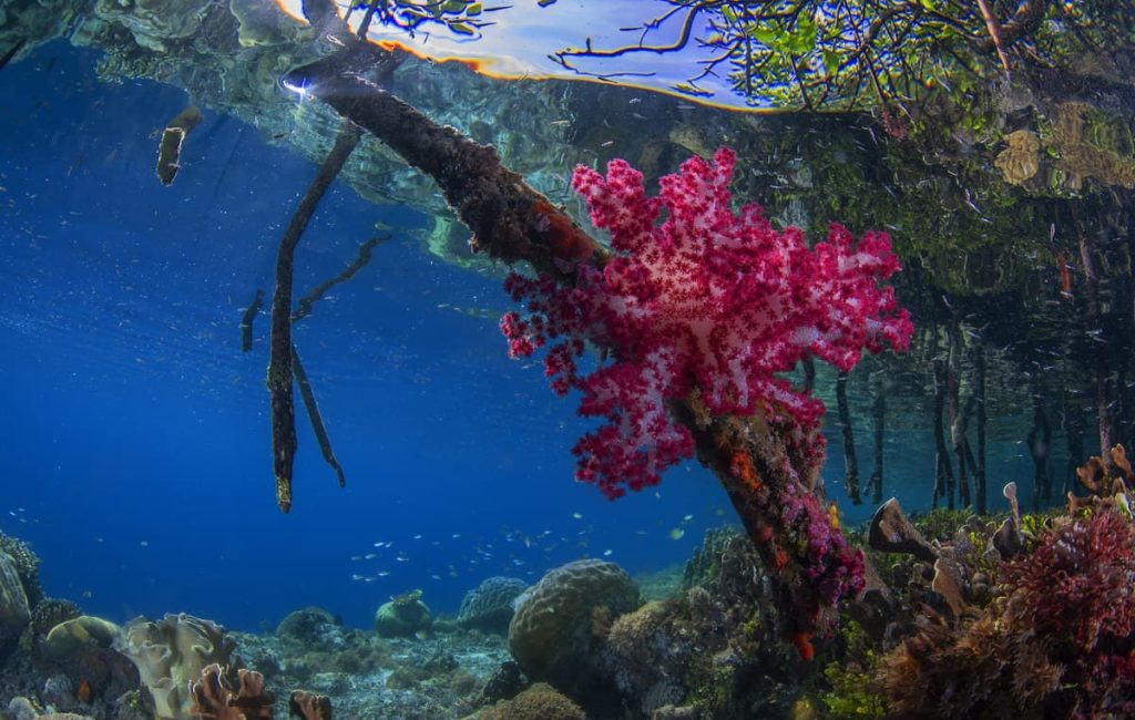 RAJA AMPAT ADVENTURE 20192020 3.8