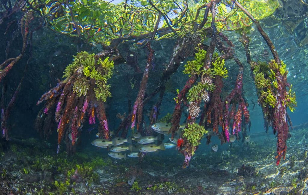 RAJA AMPAT ADVENTURE 20192020 3.9