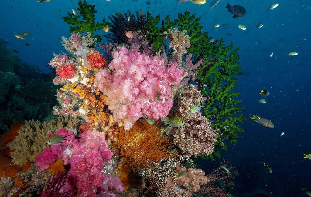 RAJA AMPAT TECHNICOLOR SYMPHONY 2.1