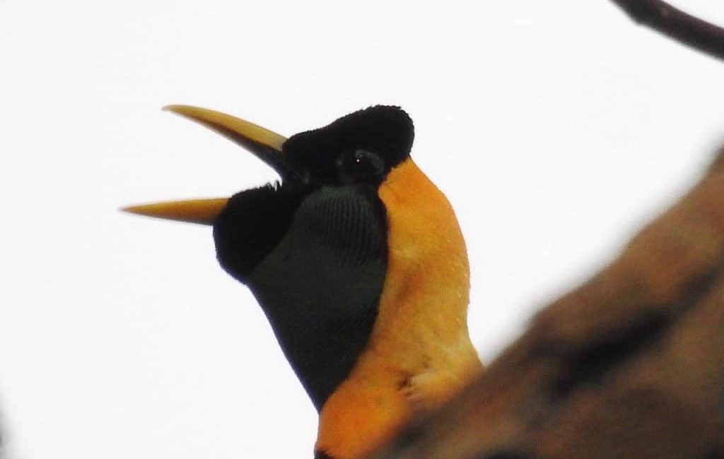 RAJA AMPAT – A `SEA LIFE EXPERIENCE` ON THE SEVEN SEAS 4.3