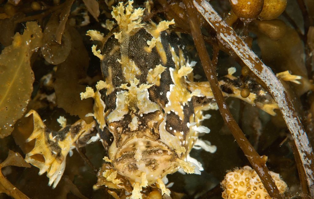 Sargassum frog fish