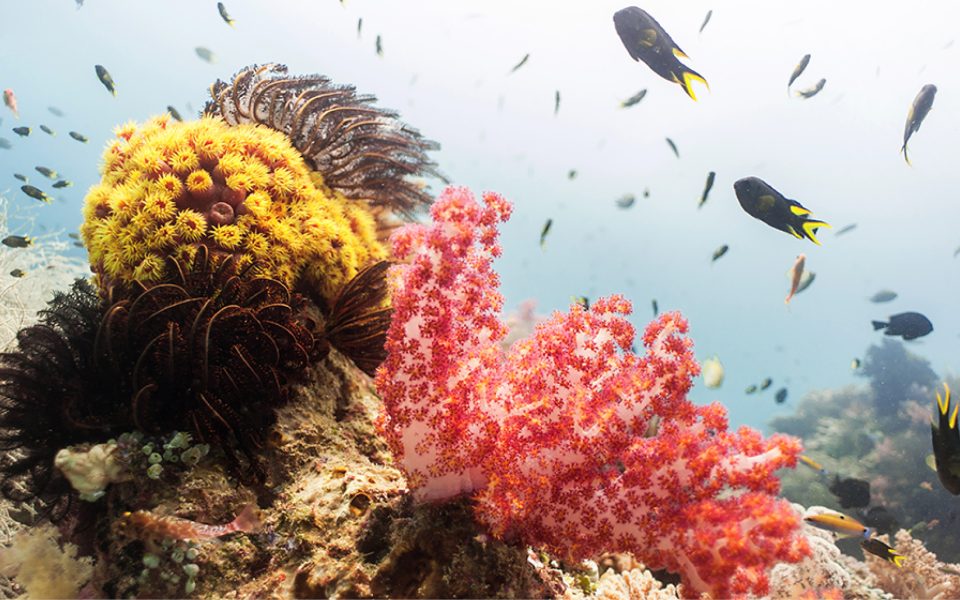 Since 2012 we are offering5