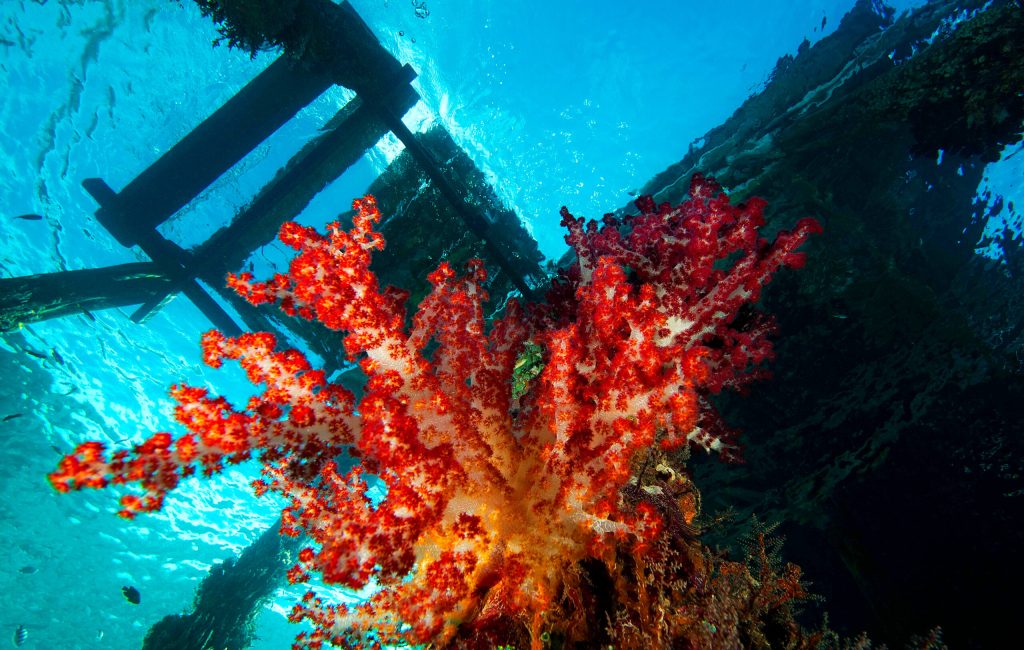 Soft coral under a jetty