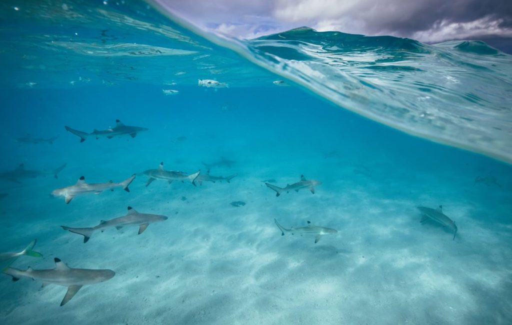 THE SIMPLE JOYS OF STAYING SHALLOW RAJA AMPAT ON THE SEVEN SEAS 8.4