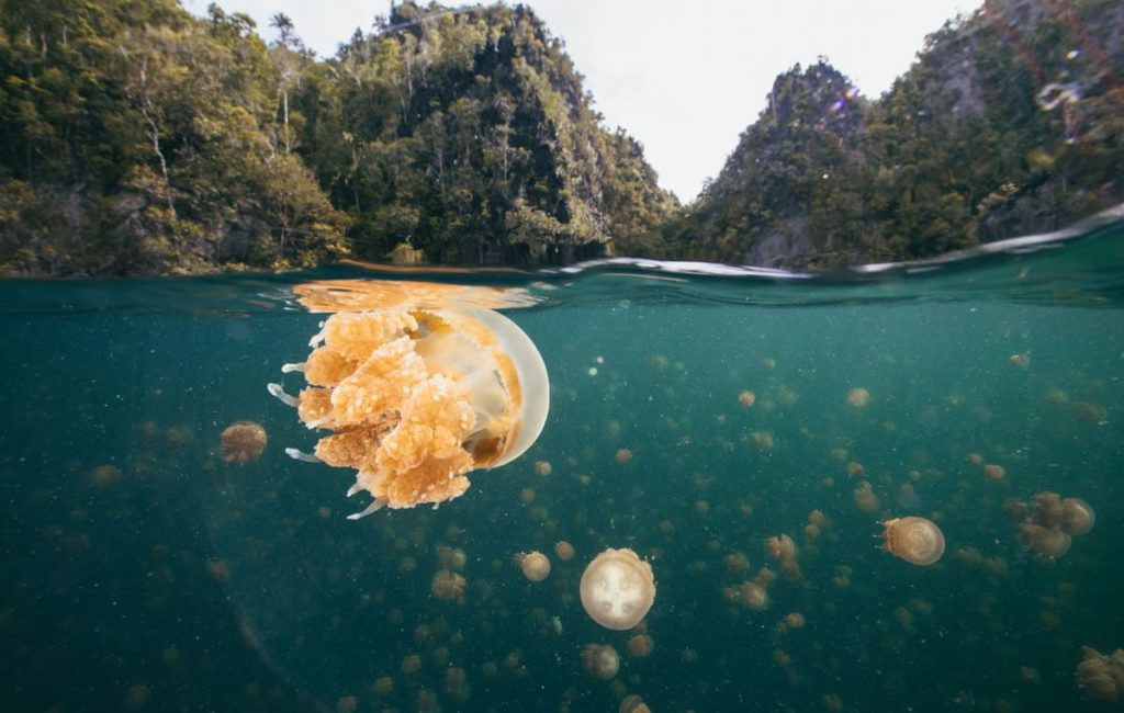 THE SIMPLE JOYS OF STAYING SHALLOW RAJA AMPAT ON THE SEVEN SEAS 8.6