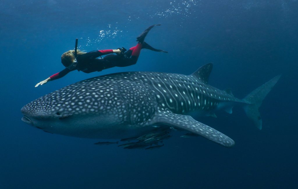 WhaleSharkSS106