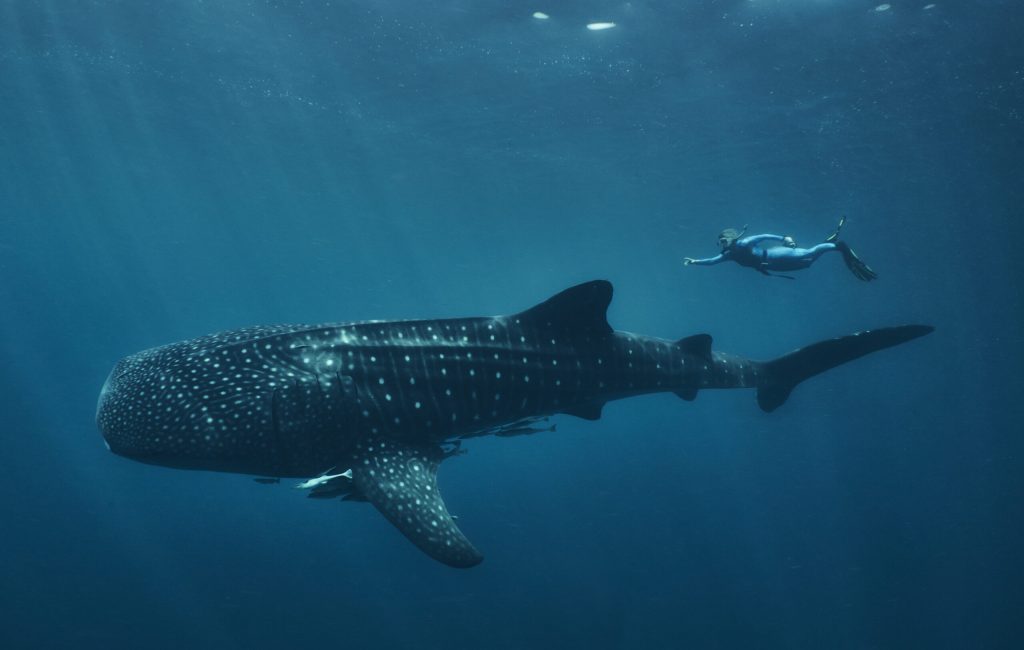 WhaleSharkSS118