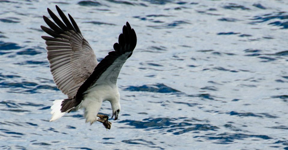 White-bellied Sea Eagle