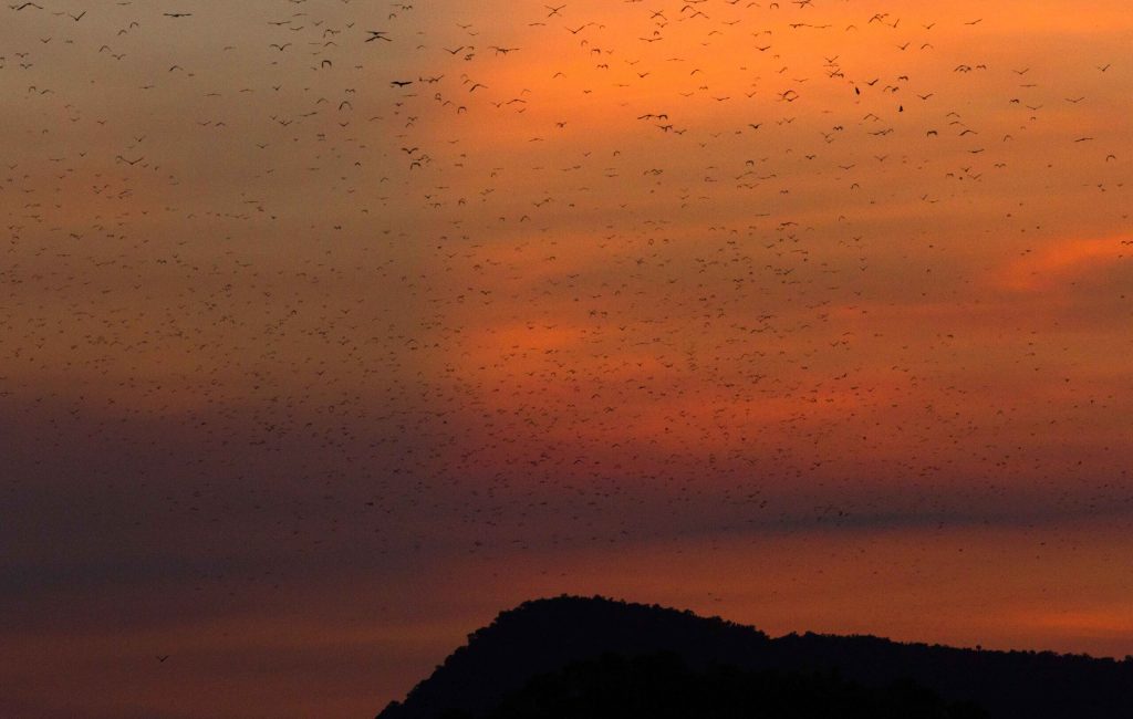 flying foxes at sunset