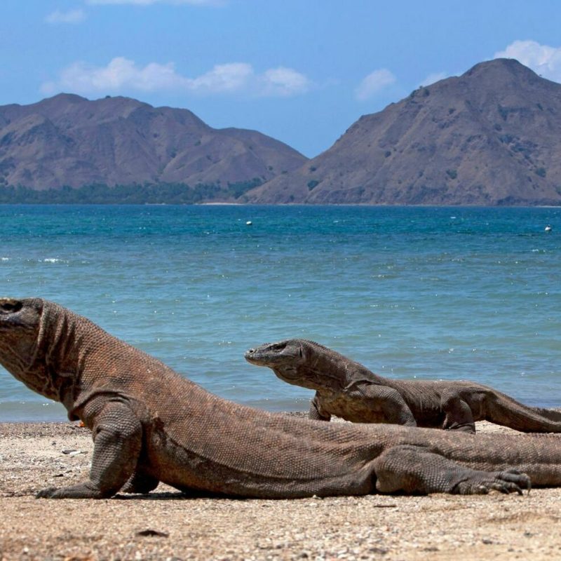 komodo beach