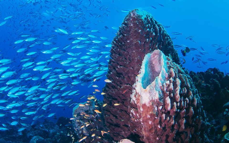 komodo subsection vertical (1)