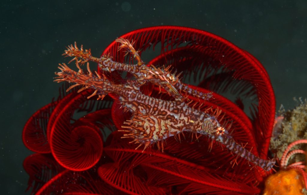 ornate ghostpipefish pair