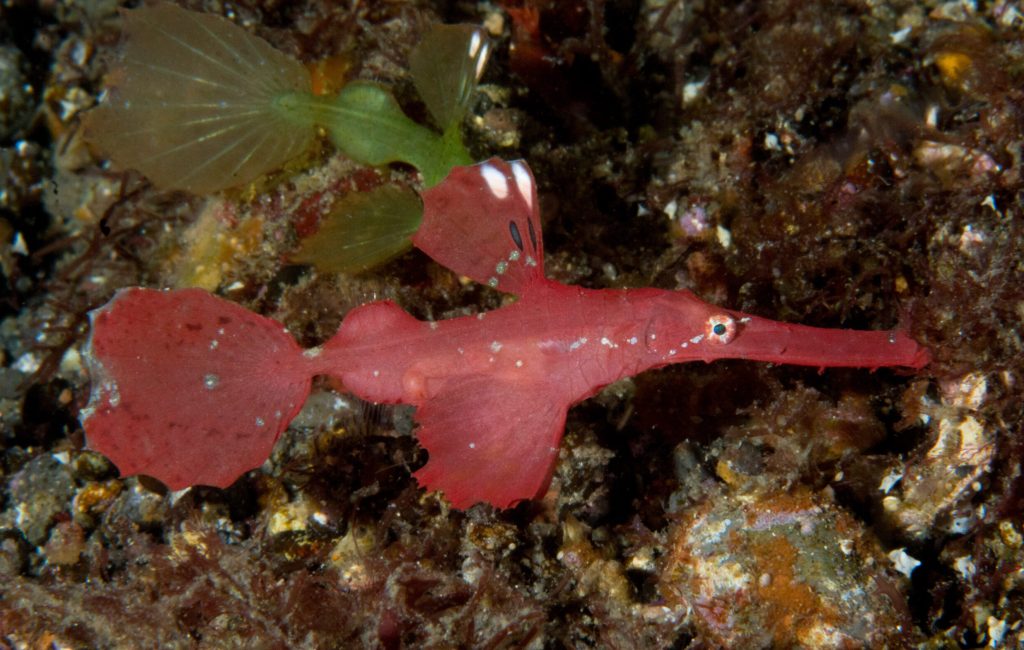 red Robust Ghost Pipefish (1 of 1)